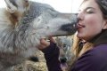 Click to view big image funny-wolf-kissing-girl.jpg